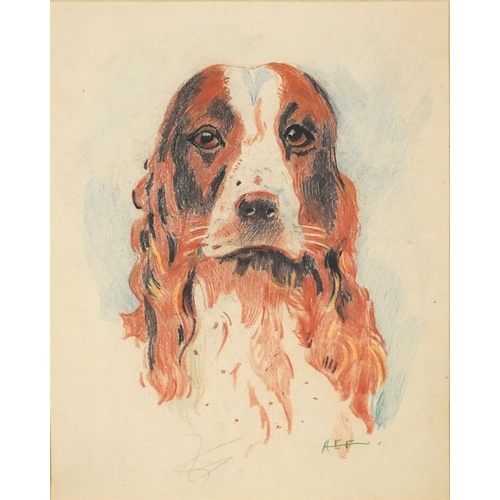 970 - Head of a springer spaniel, pencil and crayon, bearing a monogram AEF, mounted and framed, 24.5cm x ... 