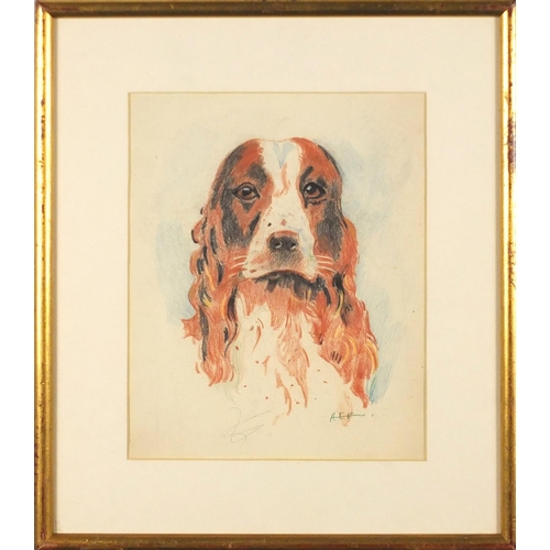 970 - Head of a springer spaniel, pencil and crayon, bearing a monogram AEF, mounted and framed, 24.5cm x ... 
