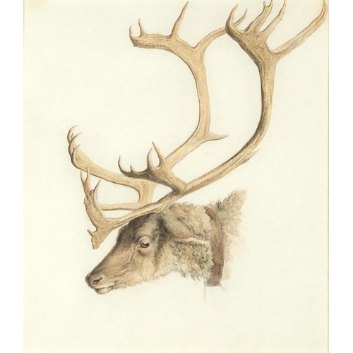 946 - Robert Hills - Studies of a reindeer and bison, pair of pencil and watercolours, mounted and framed,... 