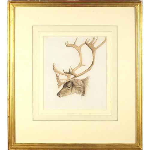 946 - Robert Hills - Studies of a reindeer and bison, pair of pencil and watercolours, mounted and framed,... 