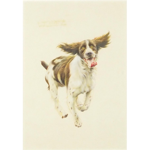 967 - Bryan Bysouth - Running springer spaniel, heightened watercolour, mounted and framed, 24cm x 16.5cm