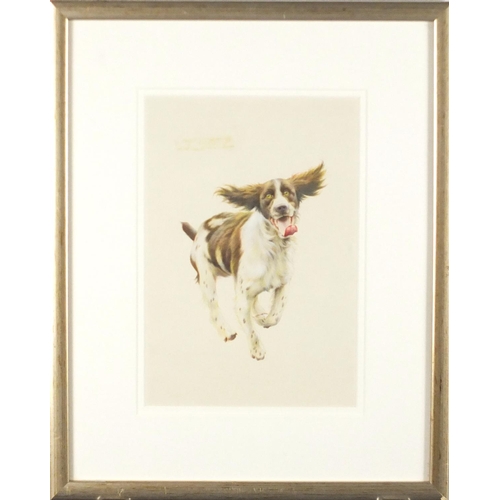 967 - Bryan Bysouth - Running springer spaniel, heightened watercolour, mounted and framed, 24cm x 16.5cm