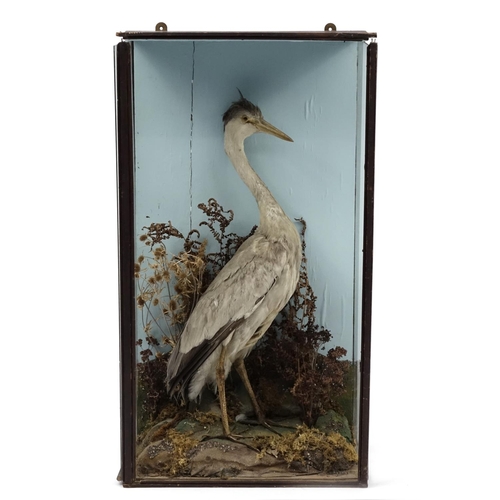 93 - Victorian taxidermy heron, housed in a glazed display case, 92cm H x 51cm W x 26cm D