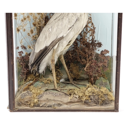 93 - Victorian taxidermy heron, housed in a glazed display case, 92cm H x 51cm W x 26cm D