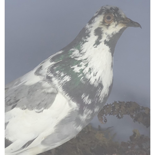 94 - Victorian taxidermy pigeon, housed in a glazed display case, 34cm H x 42.5cm W x 16.5cm D