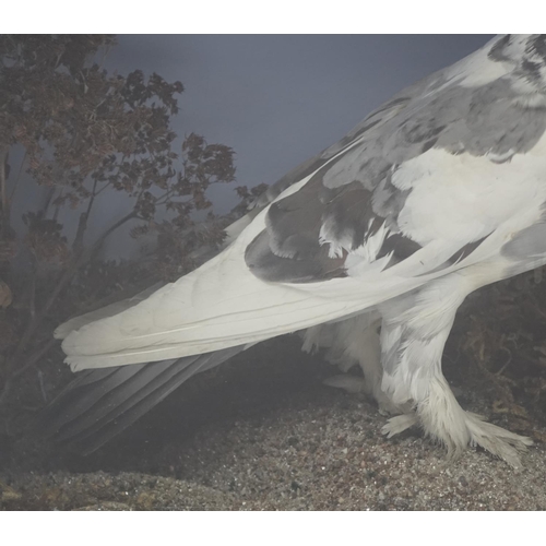 94 - Victorian taxidermy pigeon, housed in a glazed display case, 34cm H x 42.5cm W x 16.5cm D