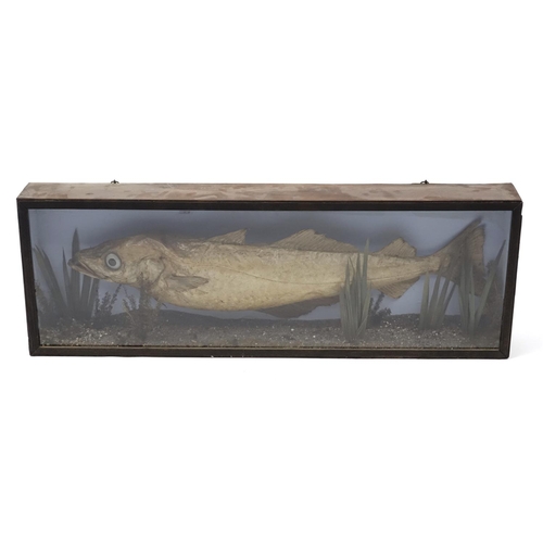 95 - *Description amended 01-03-19*  Victorian taxidermy pollock, housed in a glazed display case, 32.5cm... 