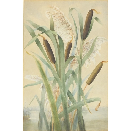 96 - Bulrush, watercolour, mounted and framed, 45cm x 30cm