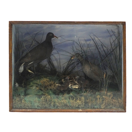 54 - Taxidermy glazed display of four moorhens, 49cm H x 62.5cm W x 27cm D