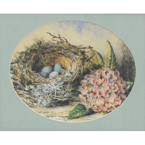416 - Birds nest with eggs, watercolour on paper, mounted and framed, 29cm x 23.5cm