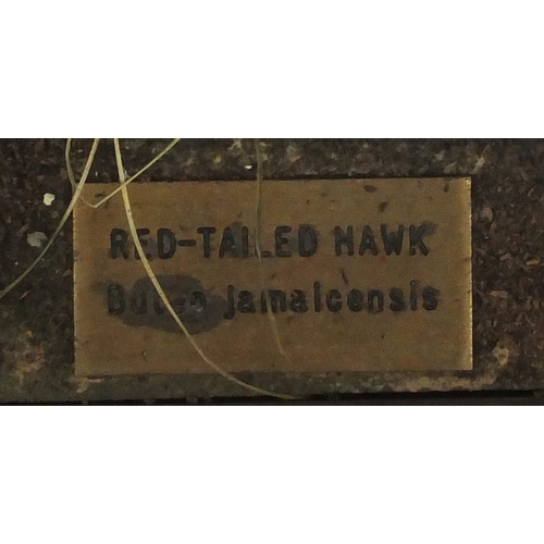 92 - Taxidermy red tailed hawk, housed in a glazed display case, 69.5cm H x 42cm W x 42cm D
