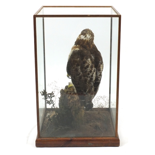 92 - Taxidermy red tailed hawk, housed in a glazed display case, 69.5cm H x 42cm W x 42cm D