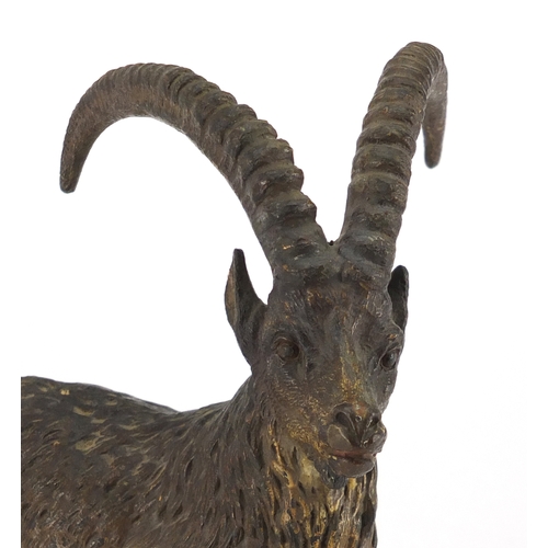 10 - 19th century cold painted bronze mountain goat, 15.5cm high