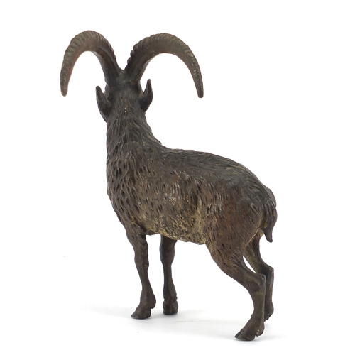 10 - 19th century cold painted bronze mountain goat, 15.5cm high