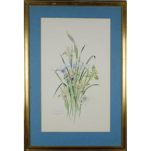 172 - Beatrice Drewe - Californian Iris, watercolour, two Moorland Gallery labels and inscribed Tryon Gall... 