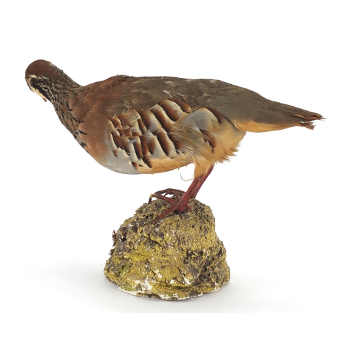 148 - Taxidermy partridge with naturalistic stand, 21cm high