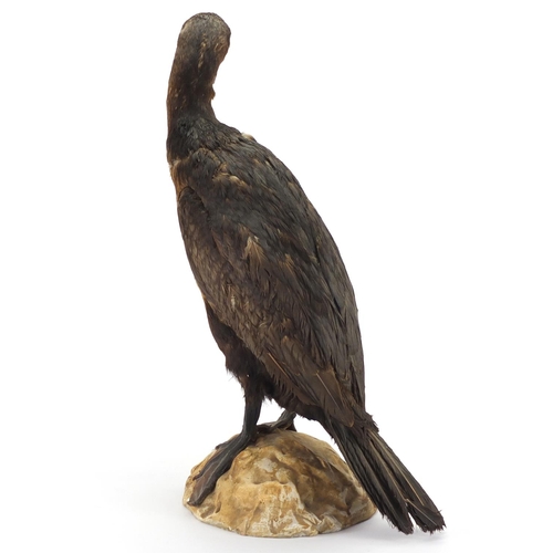 136 - Victorian taxidermy cormorant, 50cm high