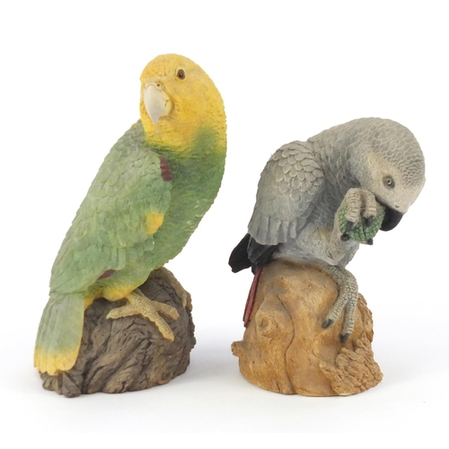 795 - Animal classics models of parrots, the largest 27cm high