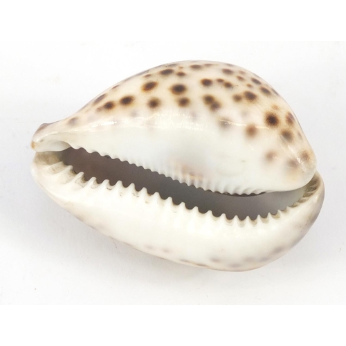 668 - 19th century Cowrie shell carved with The Lords Prayer, 8.5cm wide