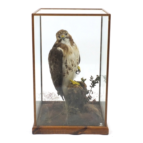 2040 - Taxidermy red tailed hawk, housed in a glazed display case, 69.5cm H x 42cm W x 42cm D