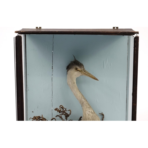 2041 - Victorian taxidermy heron, housed in a glazed display case, 92cm H x 51cm W x 26cm D