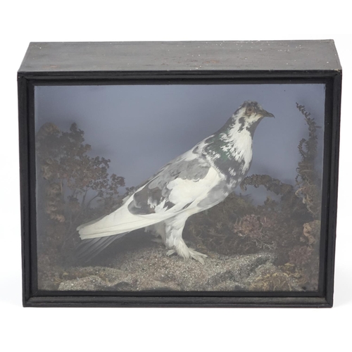 2042 - Victorian taxidermy pigeon, housed in a glazed display case, 34cm H x 42.5cm W x 16.5cm D