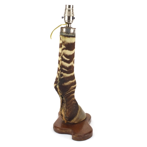24 - Vintage zebra's leg and hoof table lamp on a shaped mahogany base, 40.5cm high