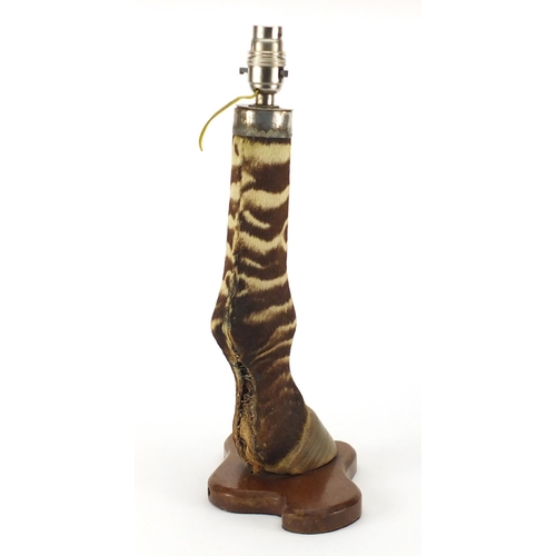 24 - Vintage zebra's leg and hoof table lamp on a shaped mahogany base, 40.5cm high