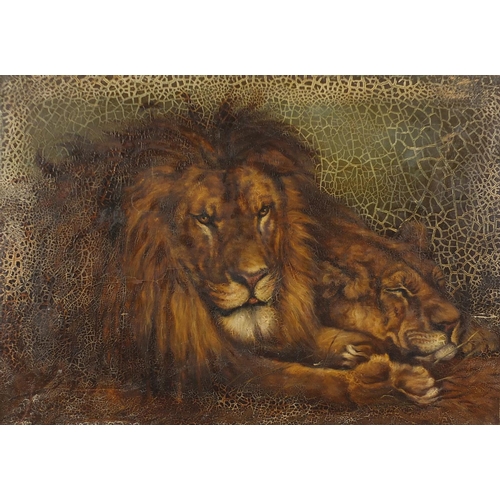 1175 - Lion and Lioness, 19th century oil on canvas, unframed, 71cm x 50.5cm