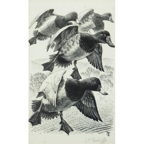 1163 - Charles Frederick Tunnicliffe - Ducks in flight and resting, set of four ink drawings mounted as one... 