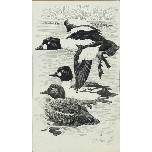 1163 - Charles Frederick Tunnicliffe - Ducks in flight and resting, set of four ink drawings mounted as one... 