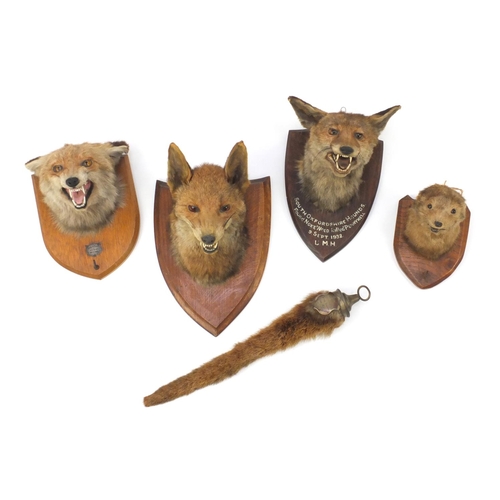 25 - Four Victorian taxidermy fox heads an otters head and tail, the heads mounted on oak shield backs an... 