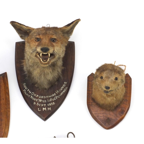 25 - Four Victorian taxidermy fox heads an otters head and tail, the heads mounted on oak shield backs an... 