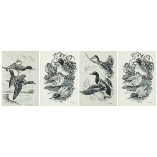 1162 - Charles Frederick Tunnicliffe - Ducks in flight and resting, set of four ink drawings mounted as one... 