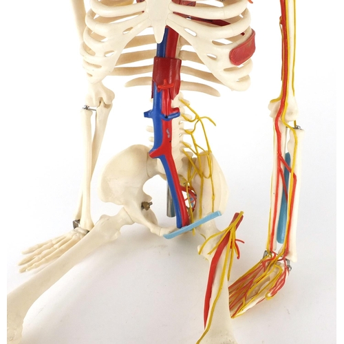 2462 - Human anatomical skeleton, 83cm in length