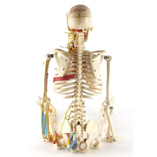 2462 - Human anatomical skeleton, 83cm in length