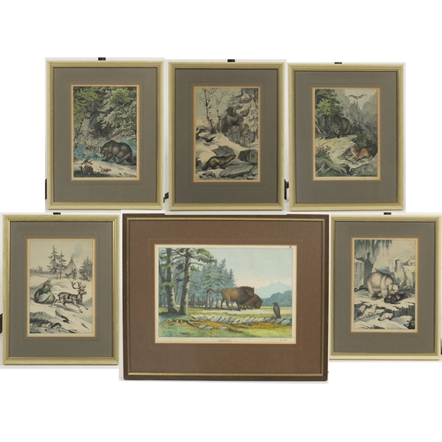 429 - Six coloured etchings of wild animals, each mounted and framed, 27cm x 19cm