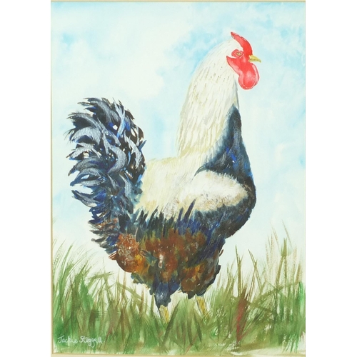 114 - Jackie Steggall - Portrait of a cockerel, watercolour, mounted and framed, 34cm x 24cm