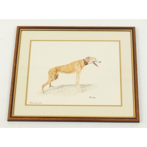 115 - S P Wilson - Study of a greyhound, signed watercolour, titled Tina, mounted and framed, 41.5cm x 31.... 
