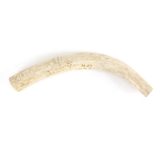 374 - Scrimshaw style tusk, 17cm in length