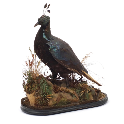 55 - *Description amended 05-07-19* Taxidermy Himalayan moral raised on an oval ebonised base, with J Gar... 