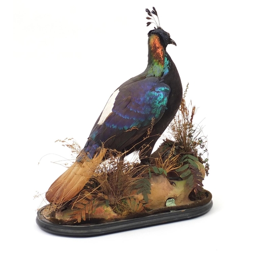 55 - *Description amended 05-07-19* Taxidermy Himalayan moral raised on an oval ebonised base, with J Gar... 