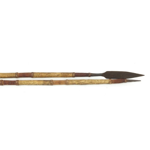940 - Pair of Tribal spears with animal skin grips, 167cm in length