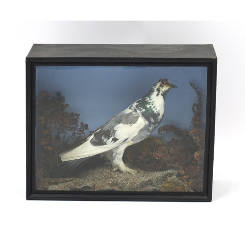 117A - Taxidermy pigeon, housed in a glazed display case, 43cm H x 34cm W x 16cm D