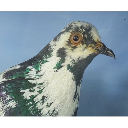 117A - Taxidermy pigeon, housed in a glazed display case, 43cm H x 34cm W x 16cm D
