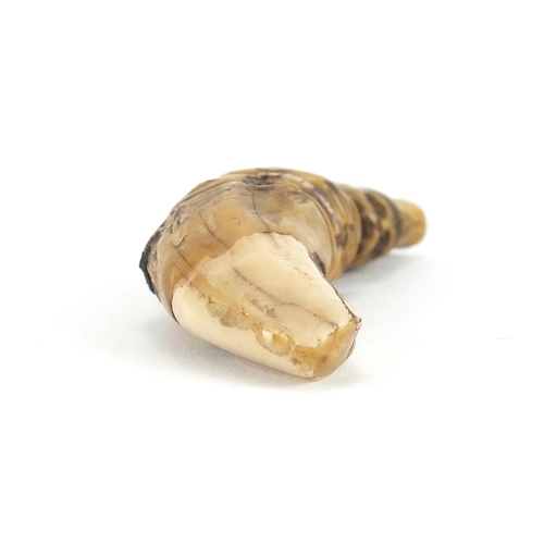 109 - Ivory tooth carved with a monkey, 8cm in length