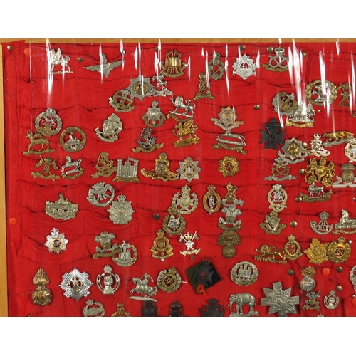 290 - Display of Mostly British Military cap badges including South Lancashire, Royal Scots, The Kings Own... 
