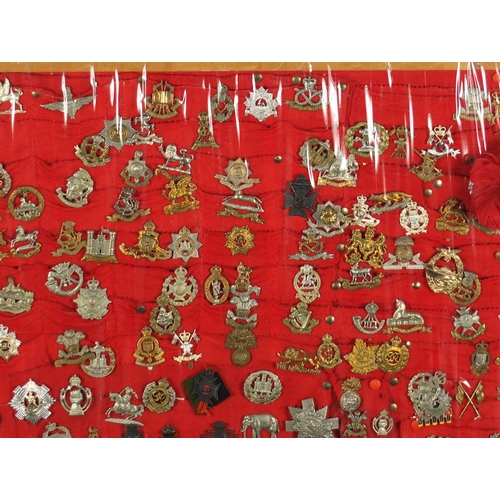 290 - Display of Mostly British Military cap badges including South Lancashire, Royal Scots, The Kings Own... 