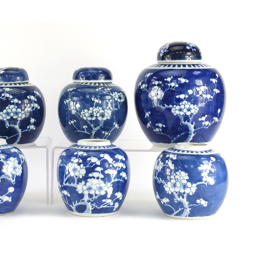 344 - Eight Chinese blue and white ginger jars, four with covers, each hand painted with prunus flowers an... 