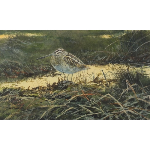 2556 - Jonathan Pomrory 2000 - Sandpiper, watercolour, inscribed verso, mounted and framed, 48cm x 29cm